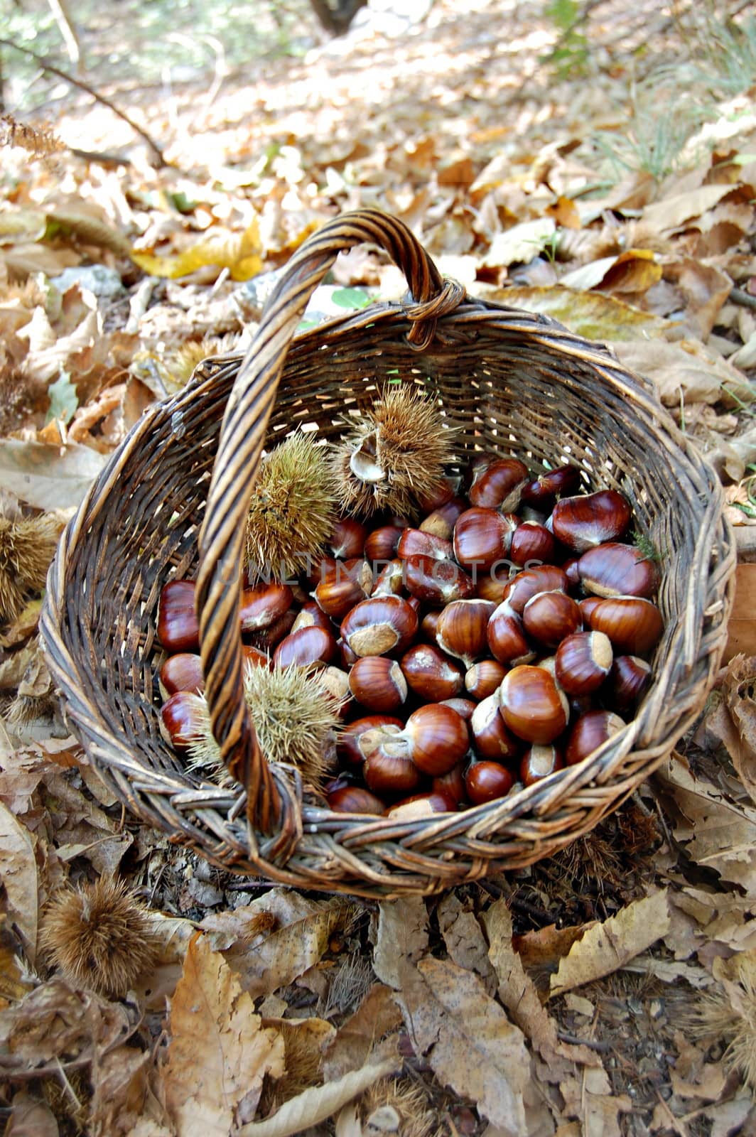 Chestnut in a wicker basket by aletermi