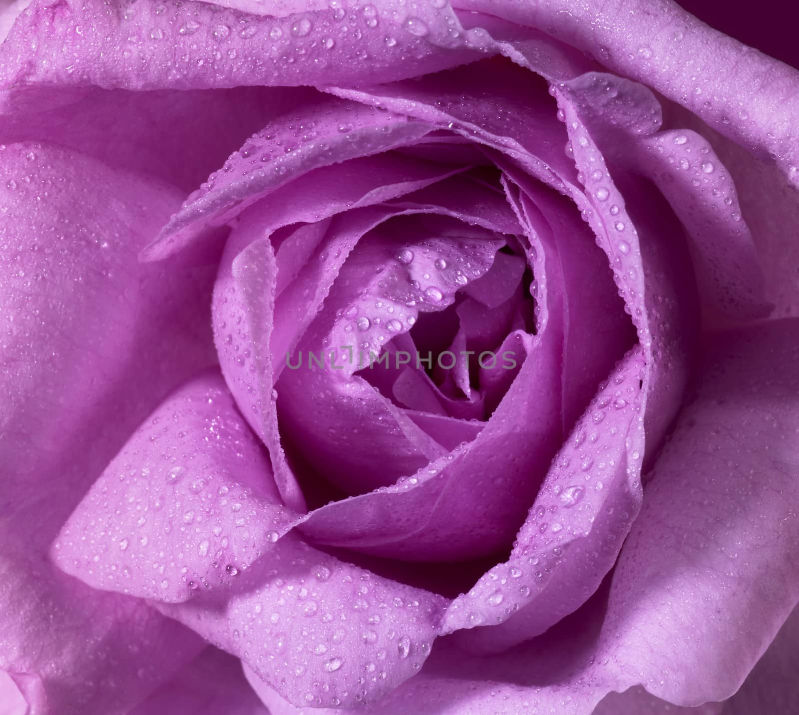detail of a wet pink rose flower
