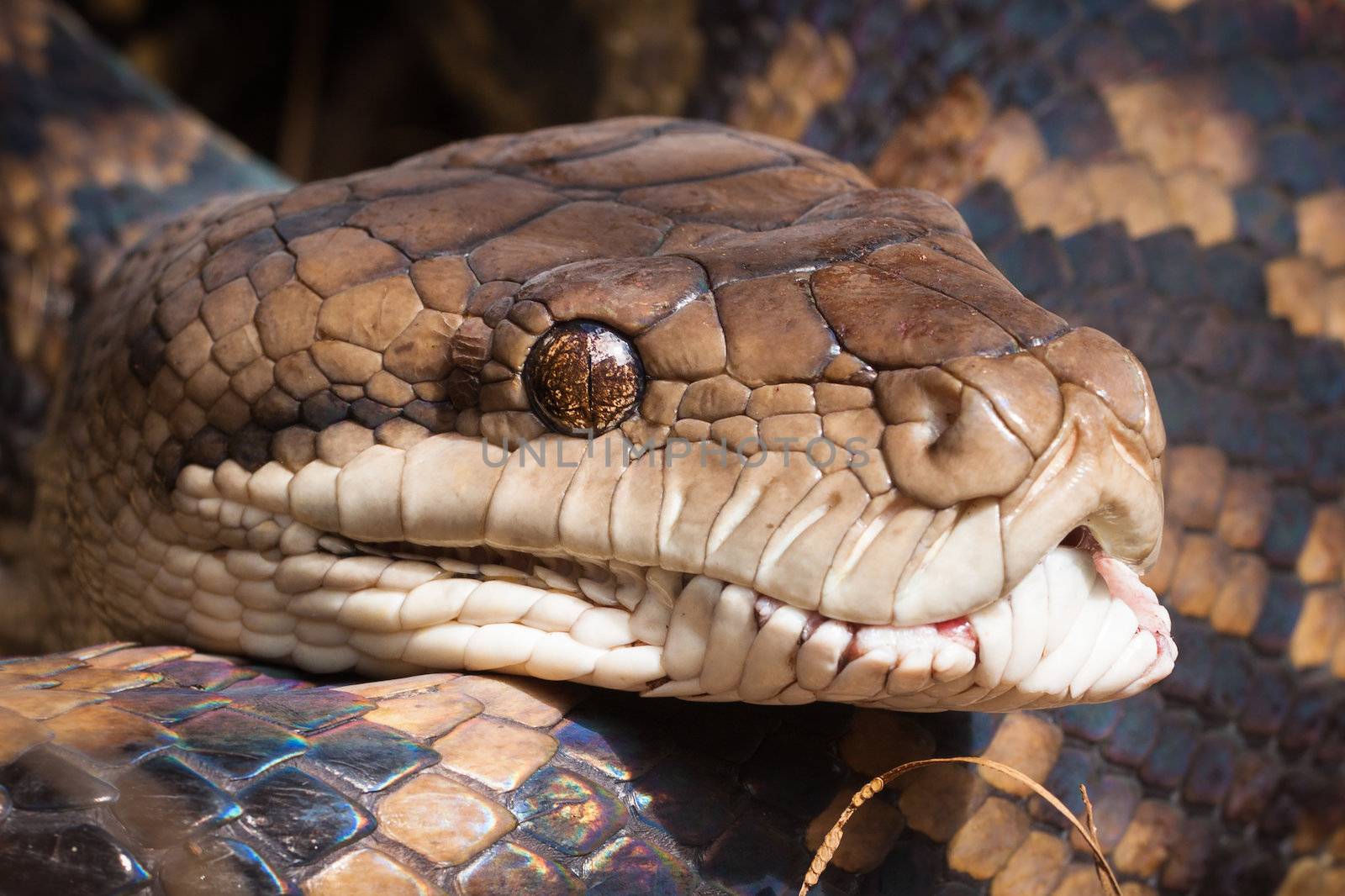 Close-up shot of a Carpet python, Queensland, Australia