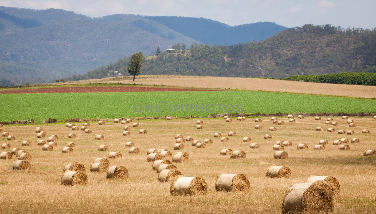 Hay bales rolls drying in a field in Queensland, Australia.