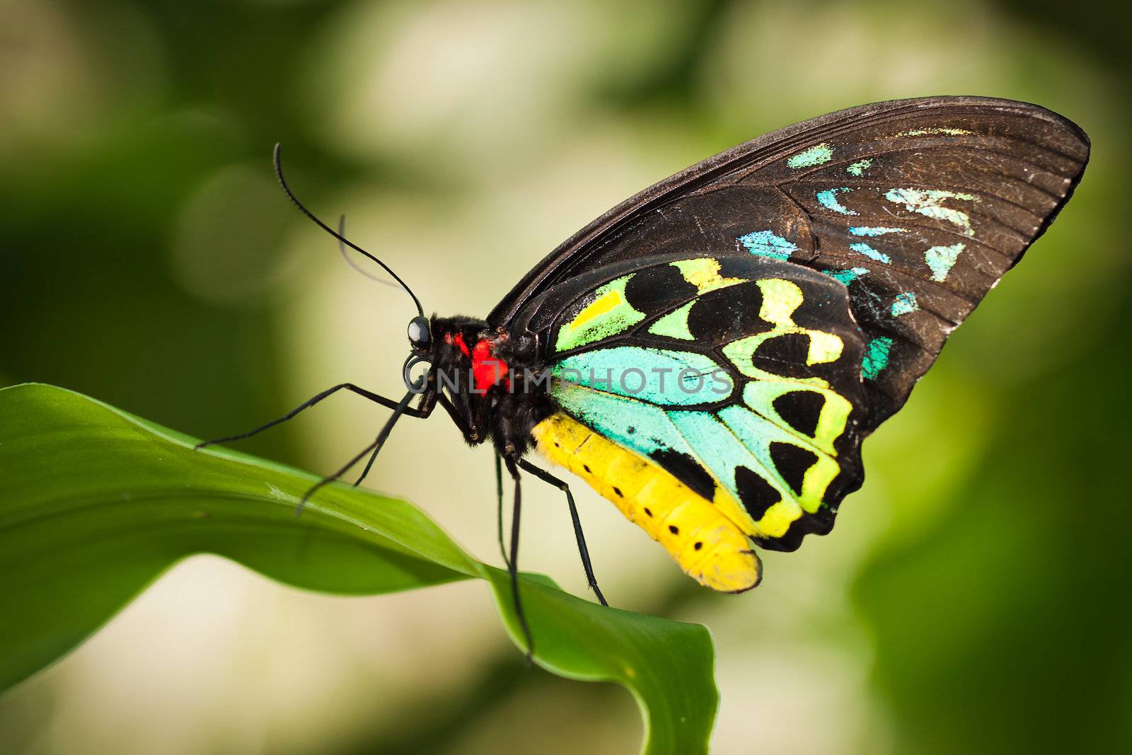 Beautiful male Cairns birdwing butterfly  (Ornithoptera euphorion) on a leaf