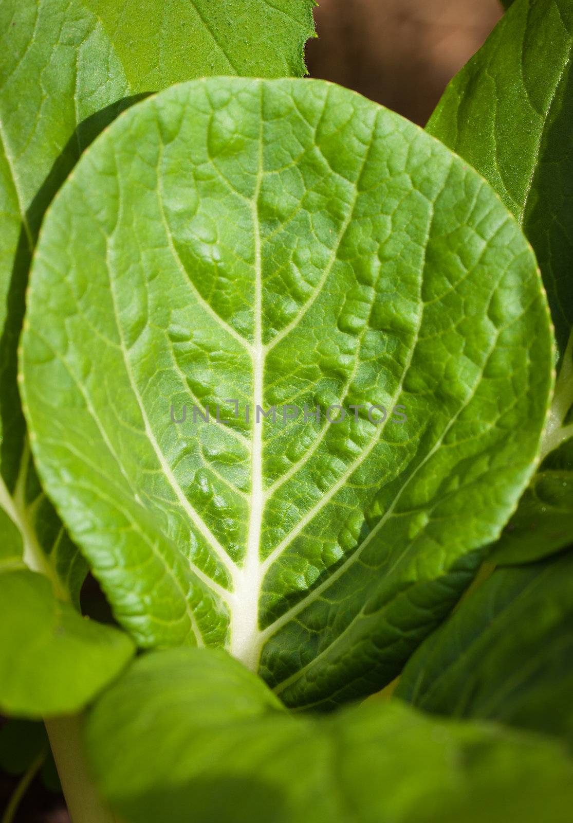 Close-up shot of a fresh bok choy leaf growing on an organic farm.