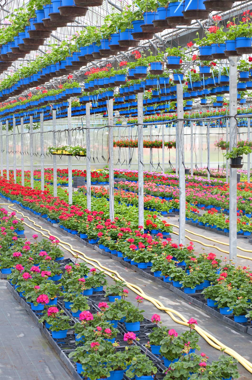 red flowers geranium in a Greenhouse, interior