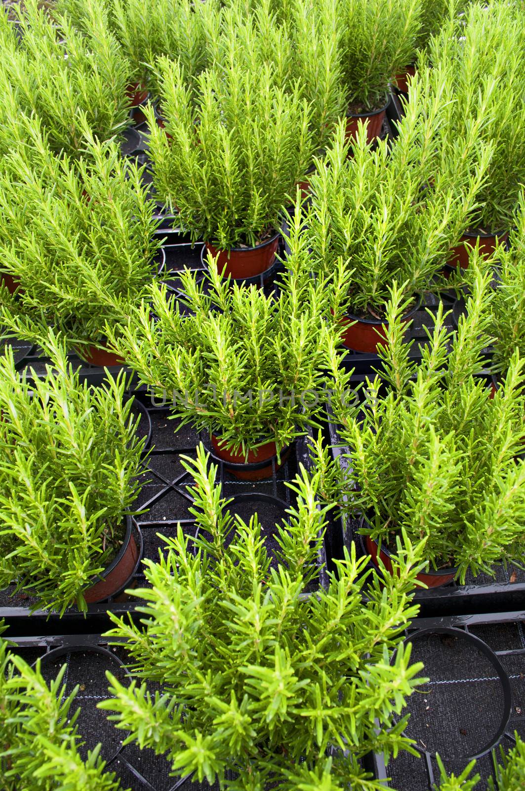 lines of rosemary plants in basket in a greenhouse