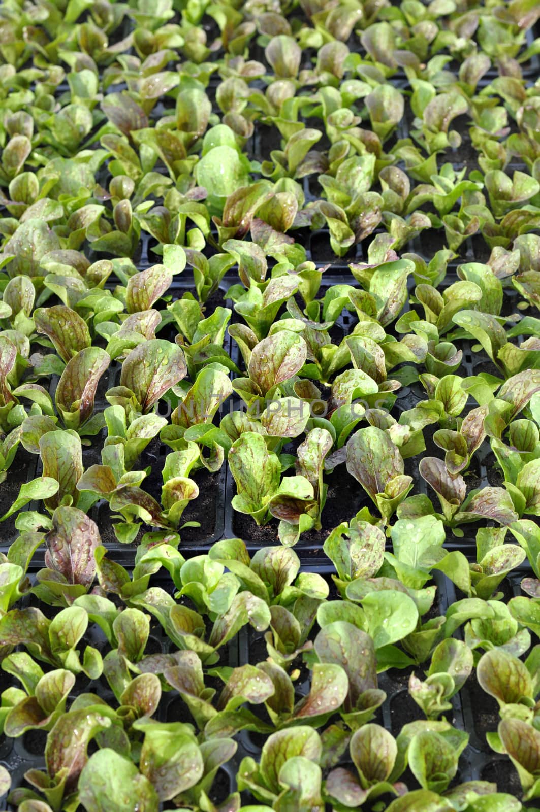 line sof healthy green lettuce growing in pots