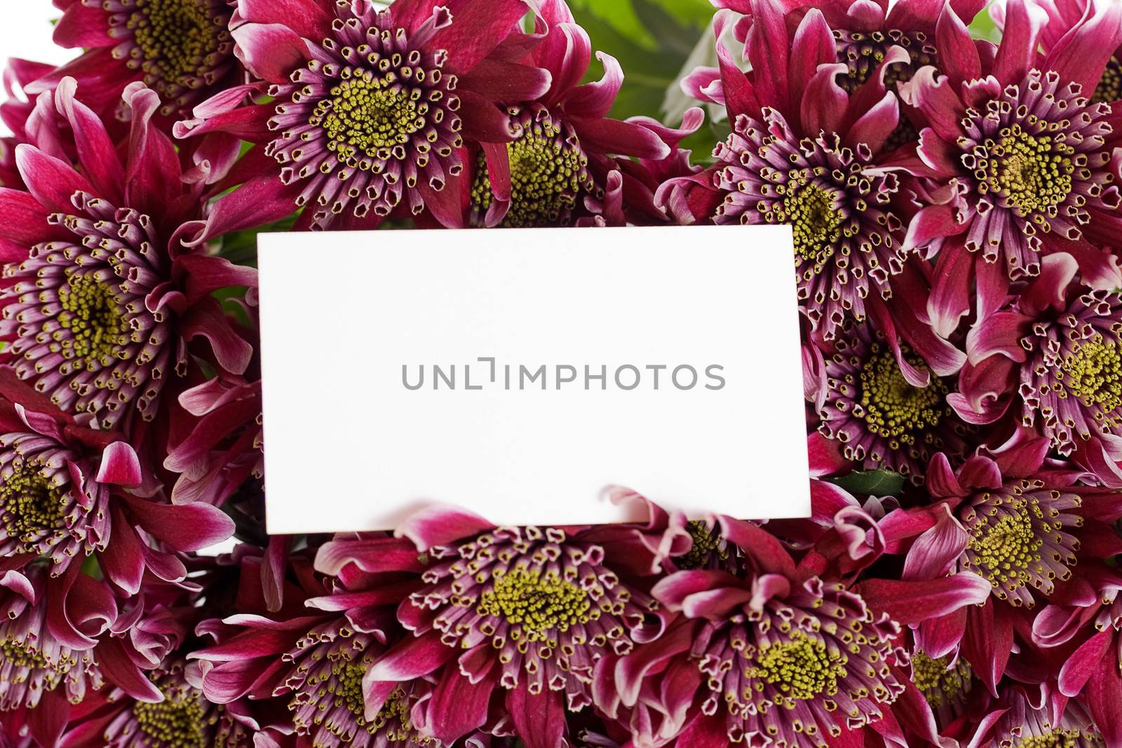 Chrysanthemums and card by Irina1977