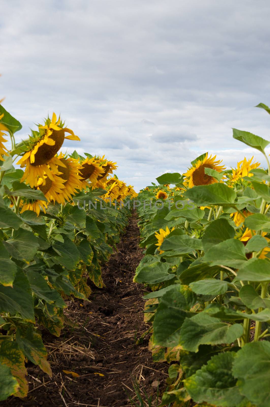 Blossoming sunflowers in field. by BPhoto