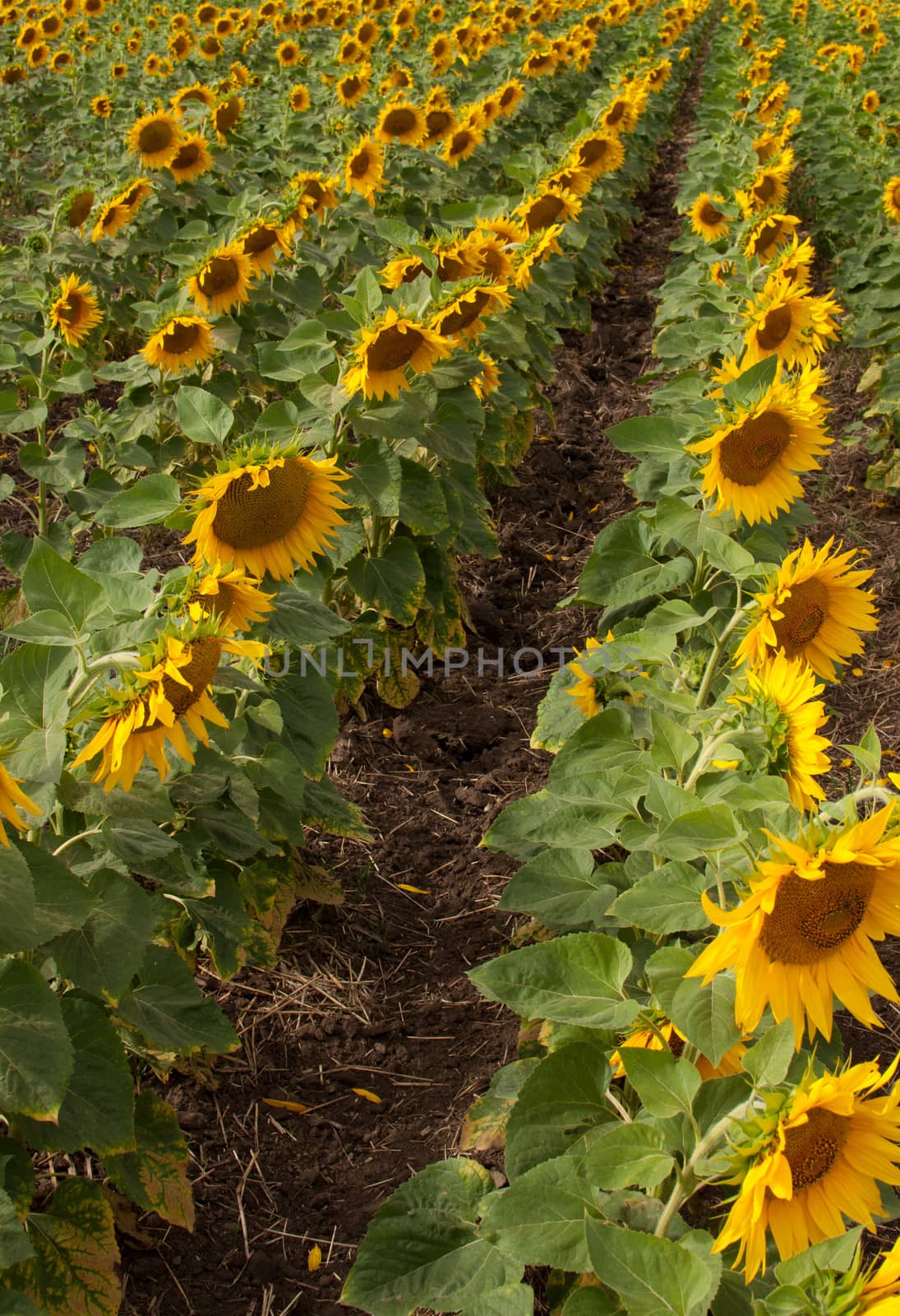 Field with rows of sunflowers. by BPhoto
