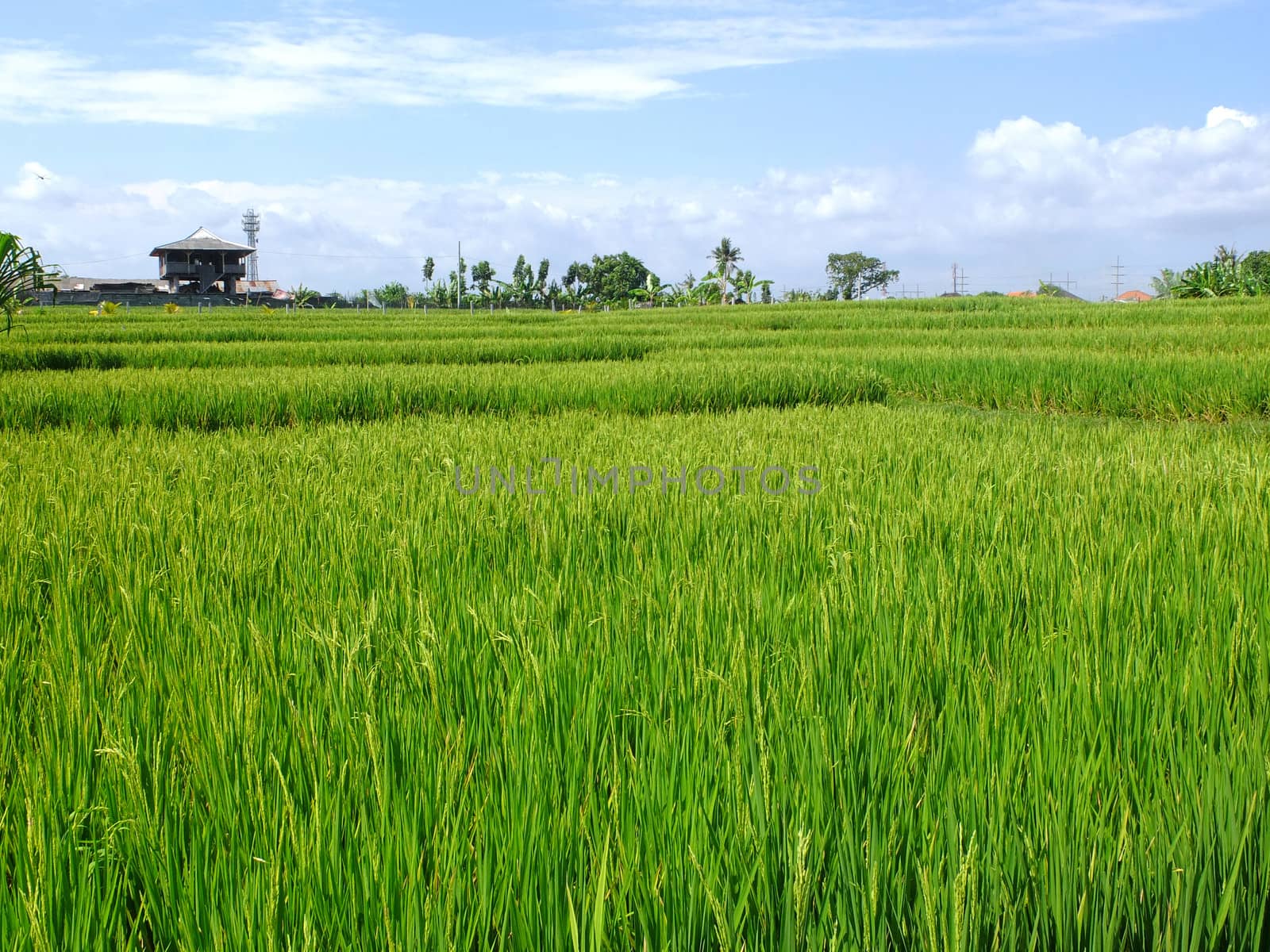 Rice field on farm, Bali, Indonesia.