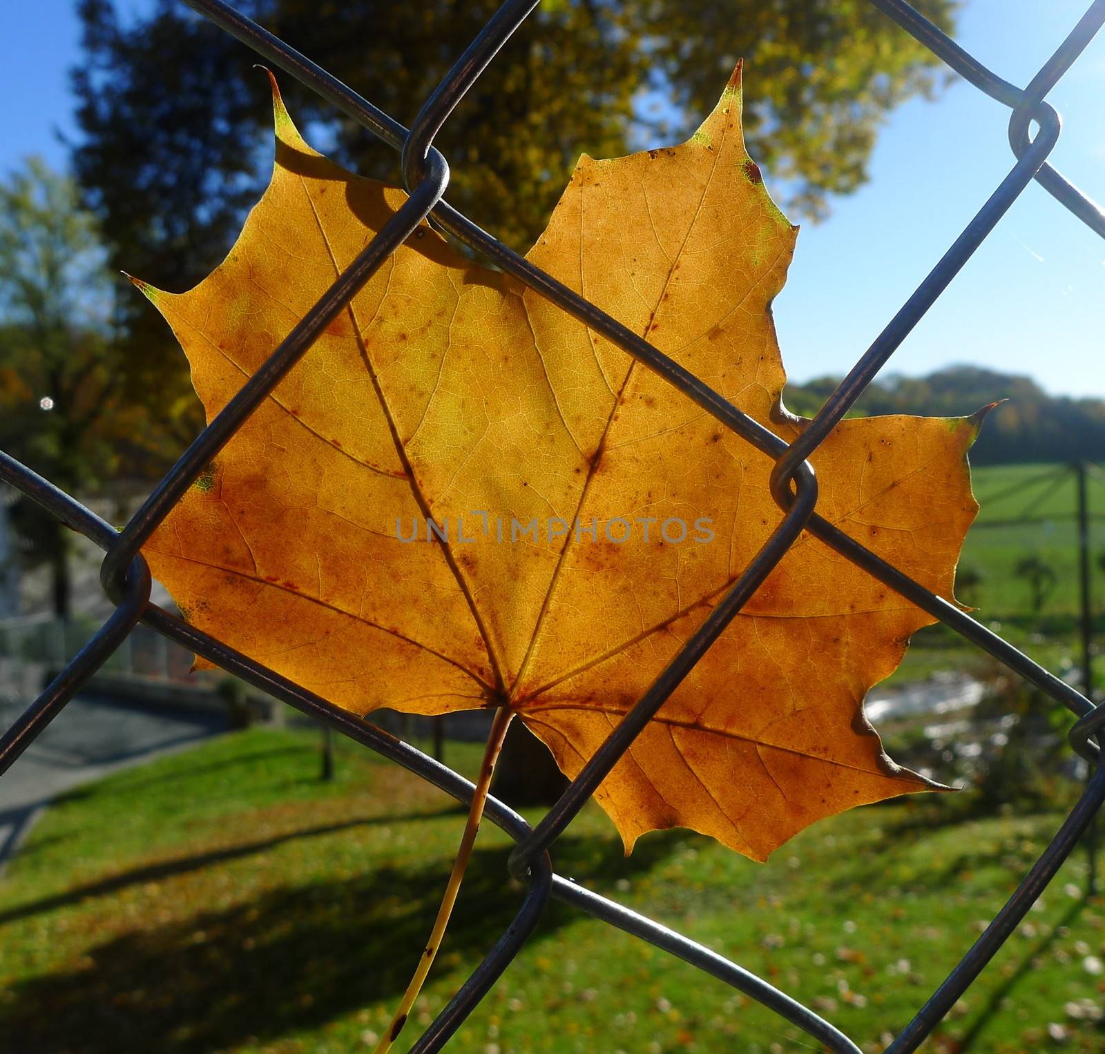 Autumn leaf on fence