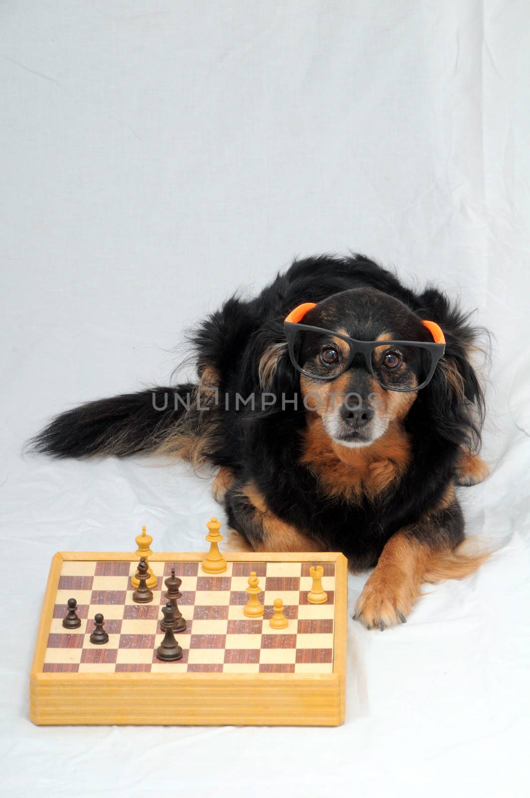 One Smart Black Dog Playing Chess on a White  Background