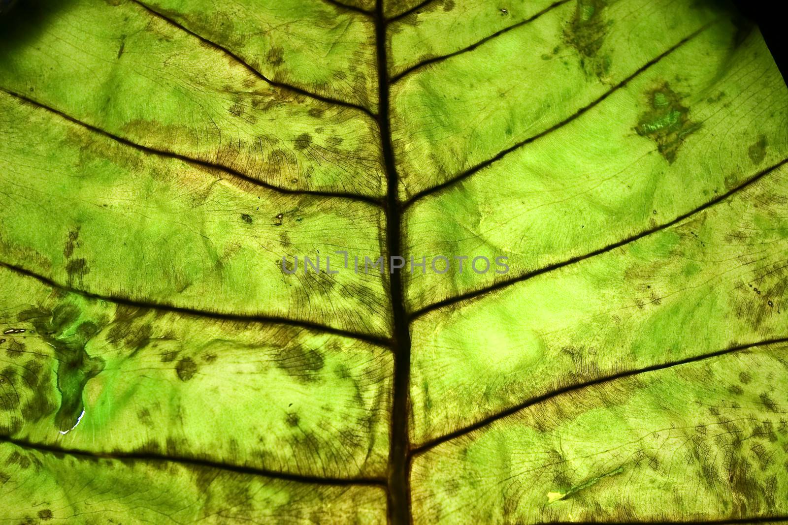 Closeup of Leaf surface details