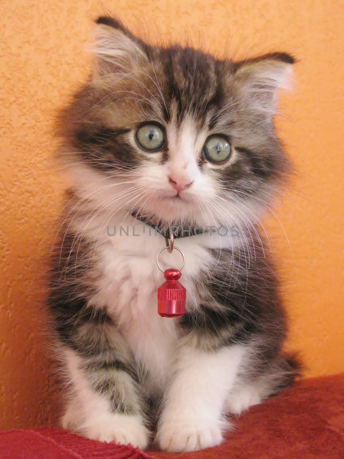baby cat tigray sitting on a red cushion