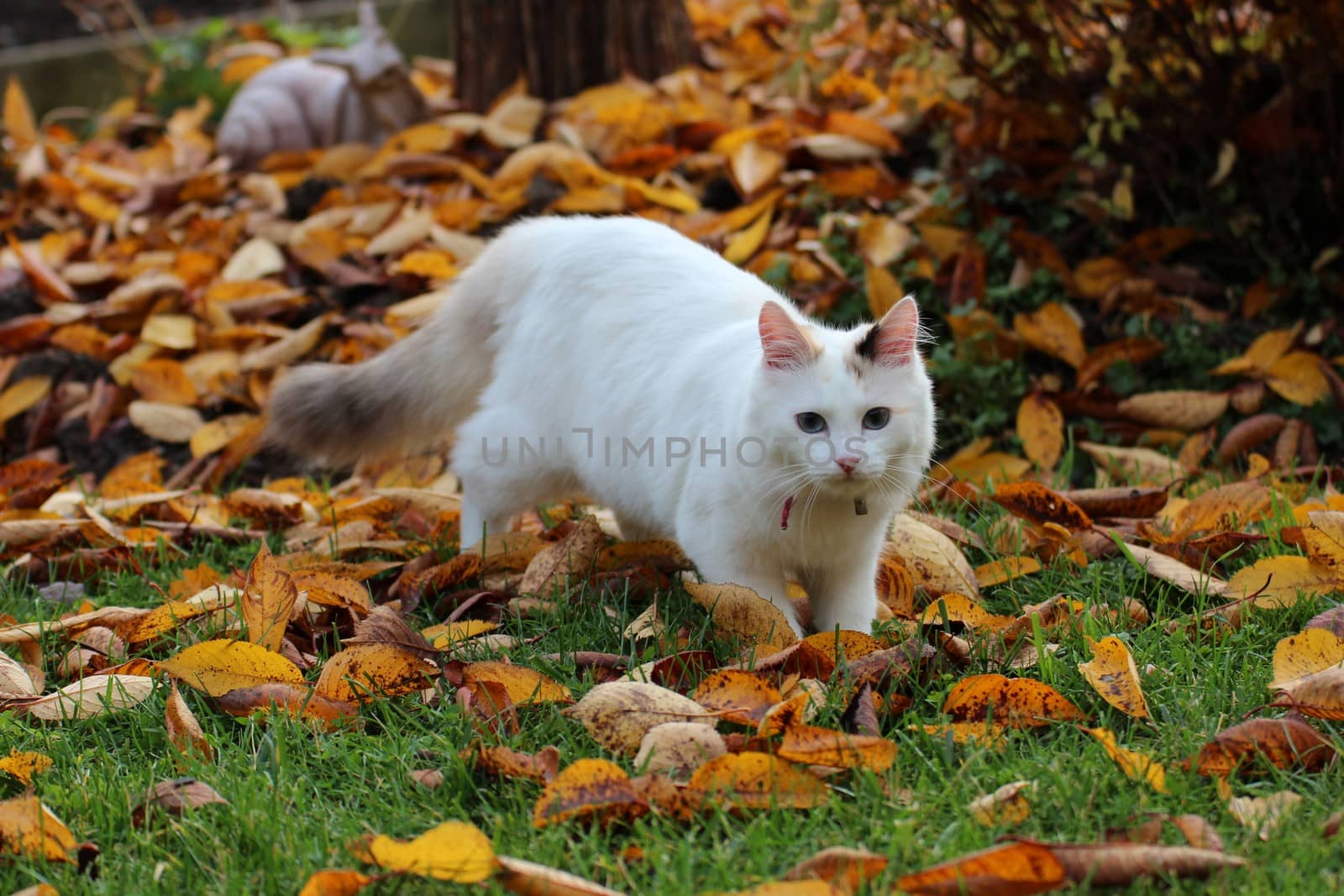 a white cat inthe garden at autumn, with yellow foliage