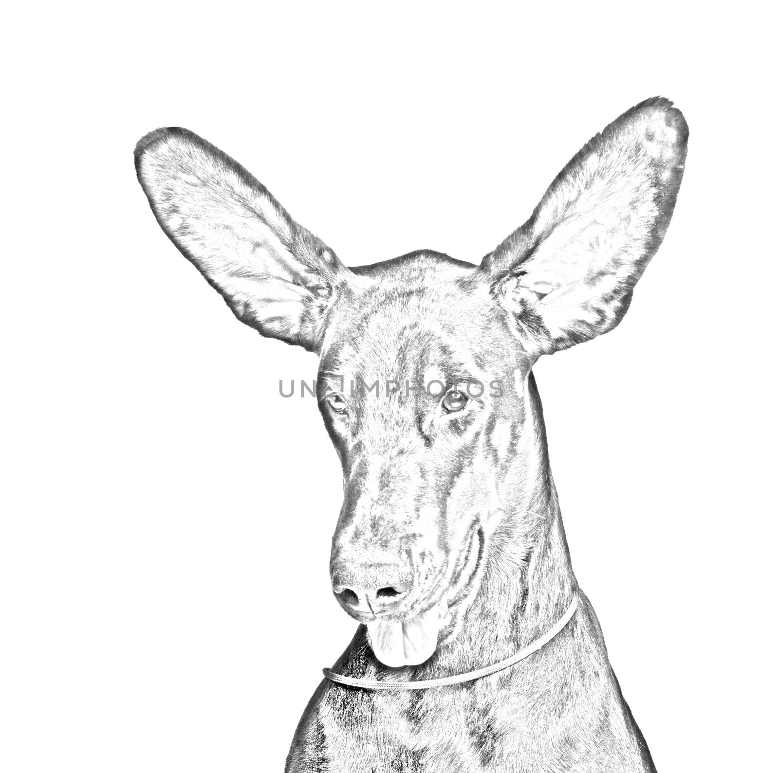 Drawing of Cute ears of dobermann dog isolated on white