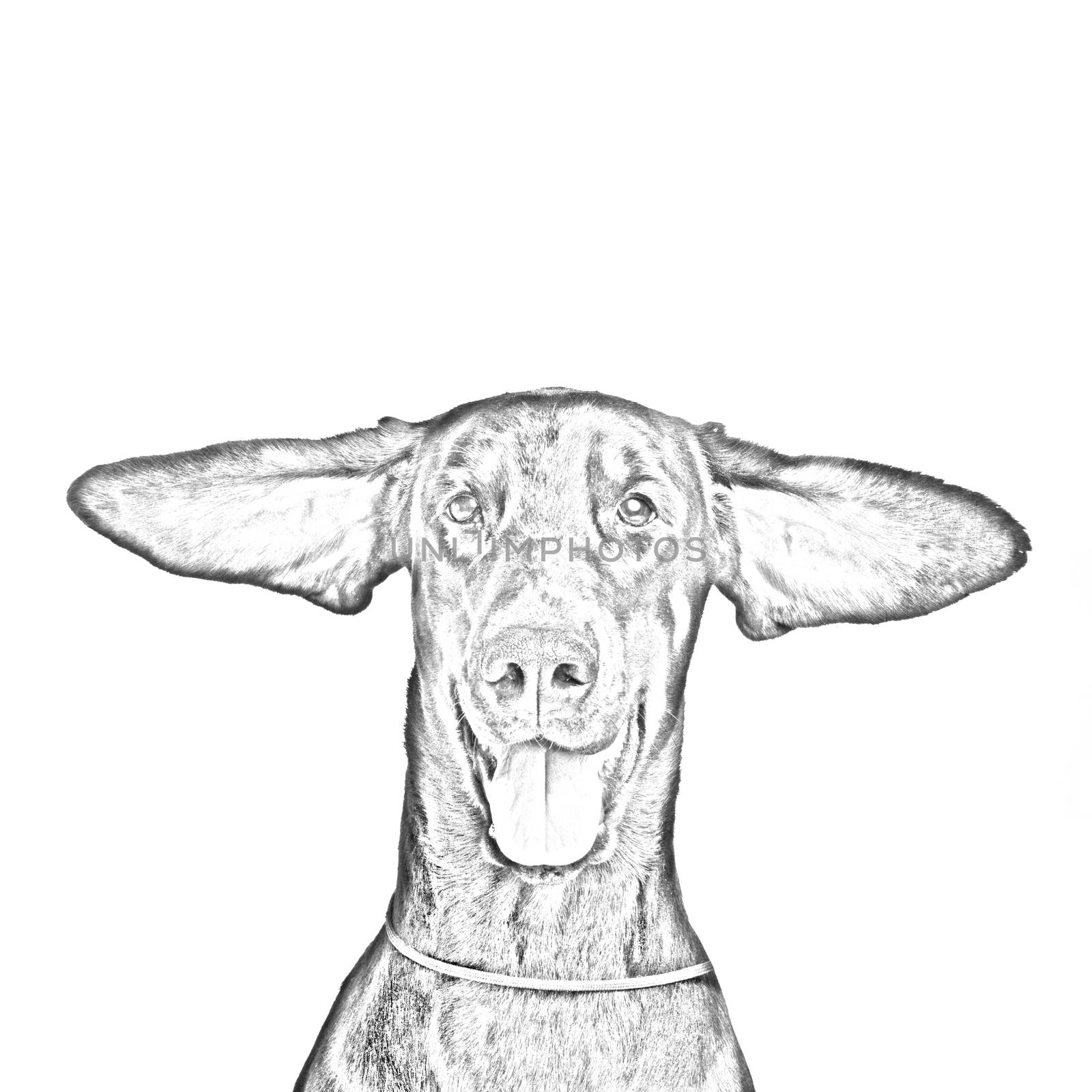 Drawing of Cute ears of dobermann dog isolated on white by gsdonlin
