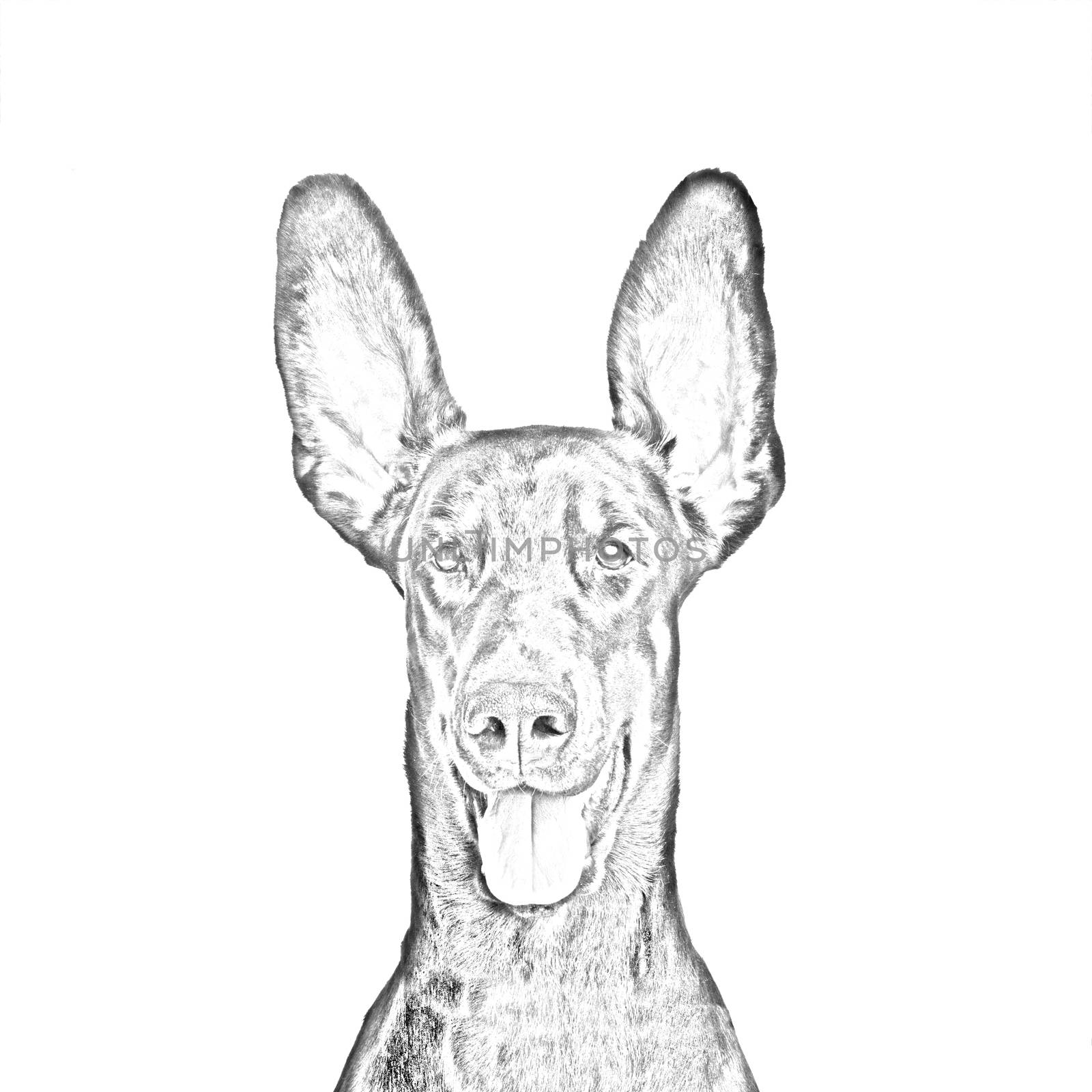 Cute ears of dobermann dog