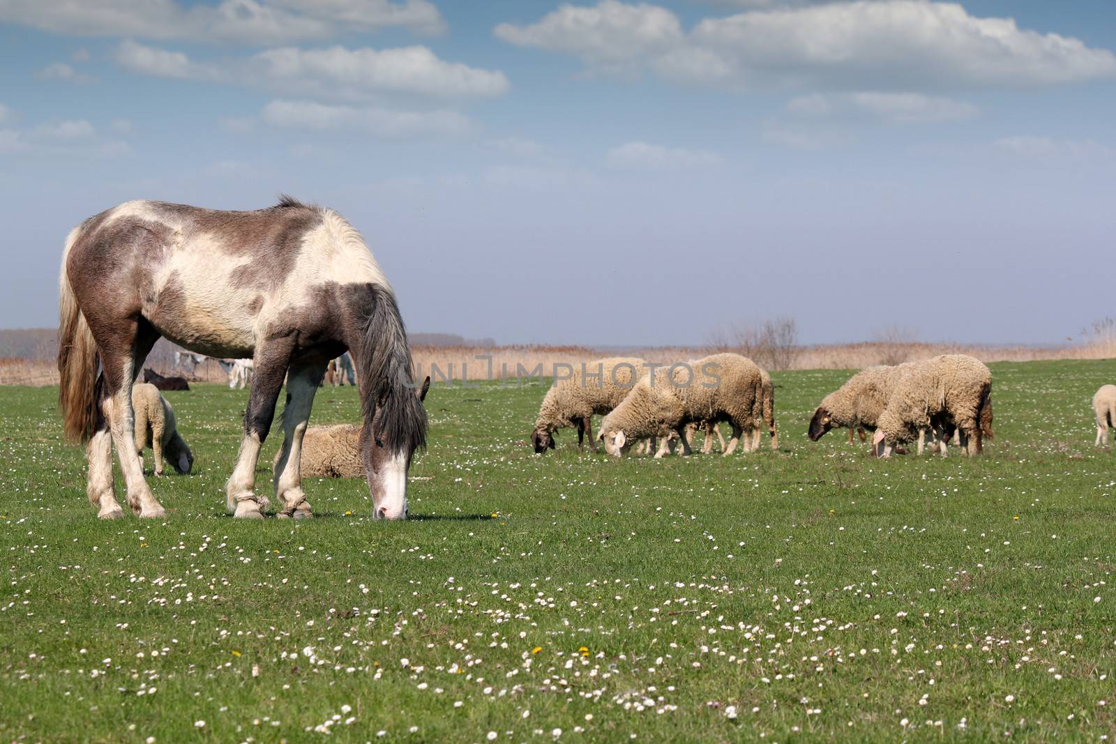 horse and sheep on pasture farm animals