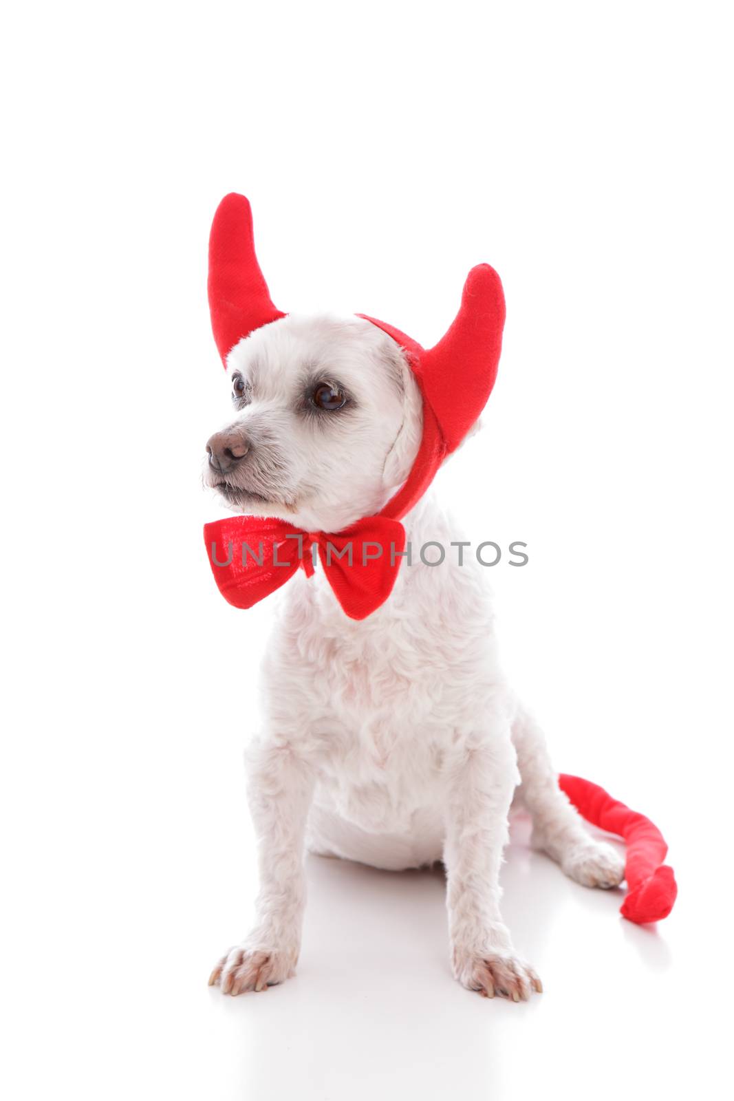 Naughty Devil Dog by lovleah