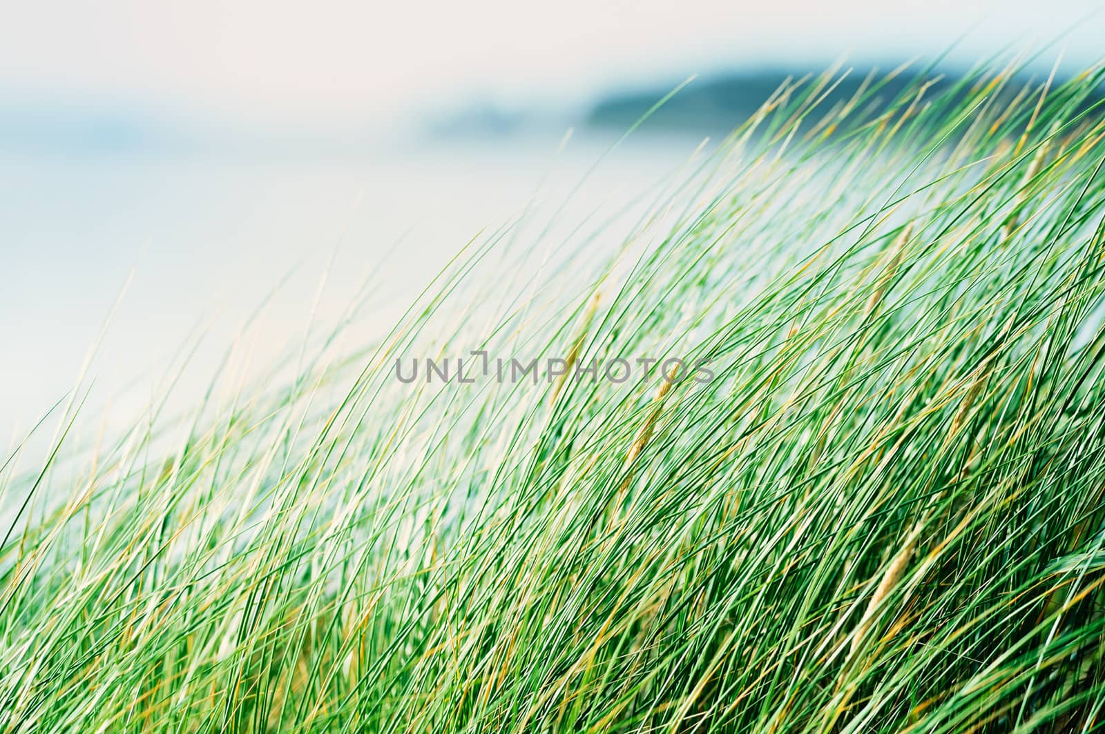 Green grass over a sea coast background