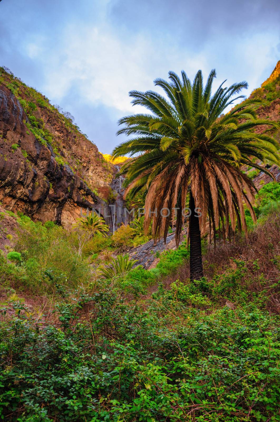 Palms near Masca village with mountains, Tenerife, Canarian Islands