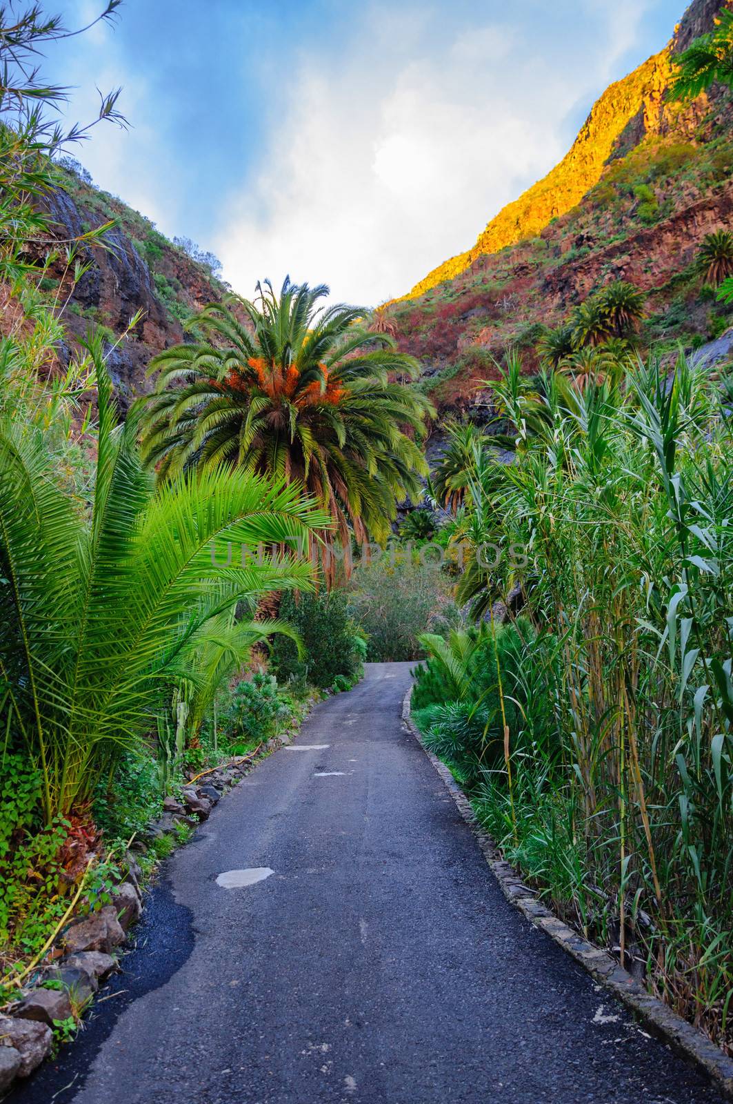Palms with a road near Masca village with mountains, Tenerife, Canarian Islands