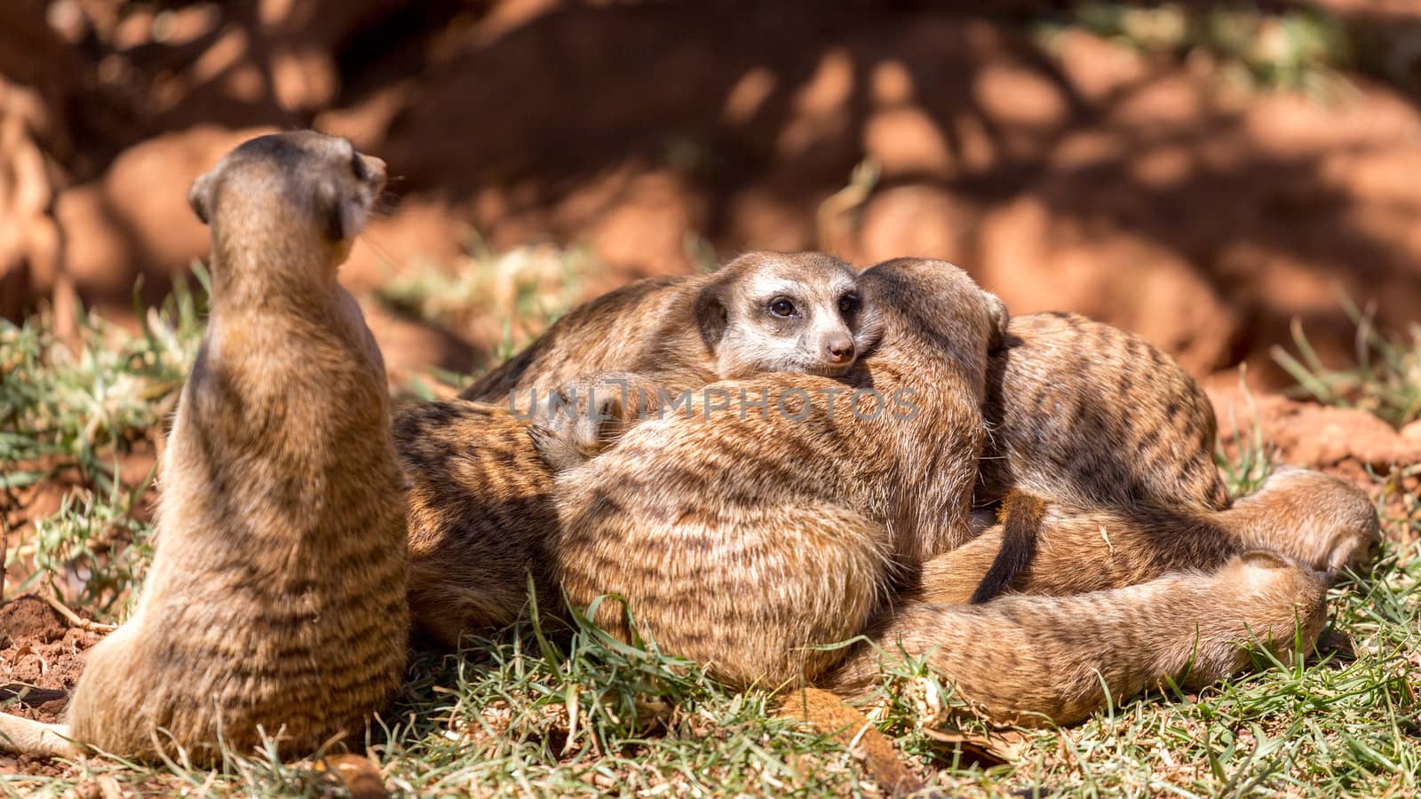 Meerkats huddled together with one on guard, and another alert and on the lookout