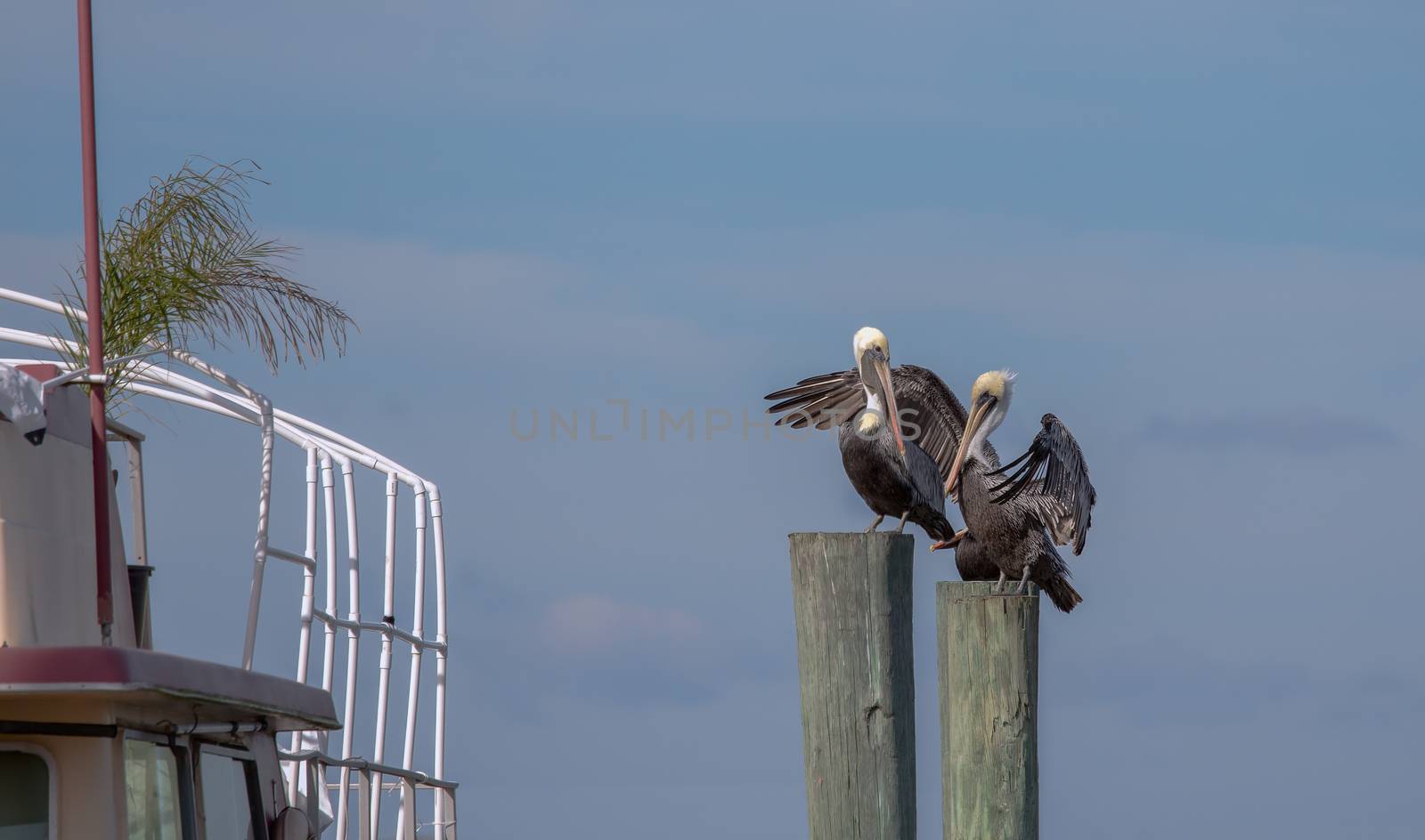 This  image shows three Brown Pelicans resting at a marina apparently enjoying the company.