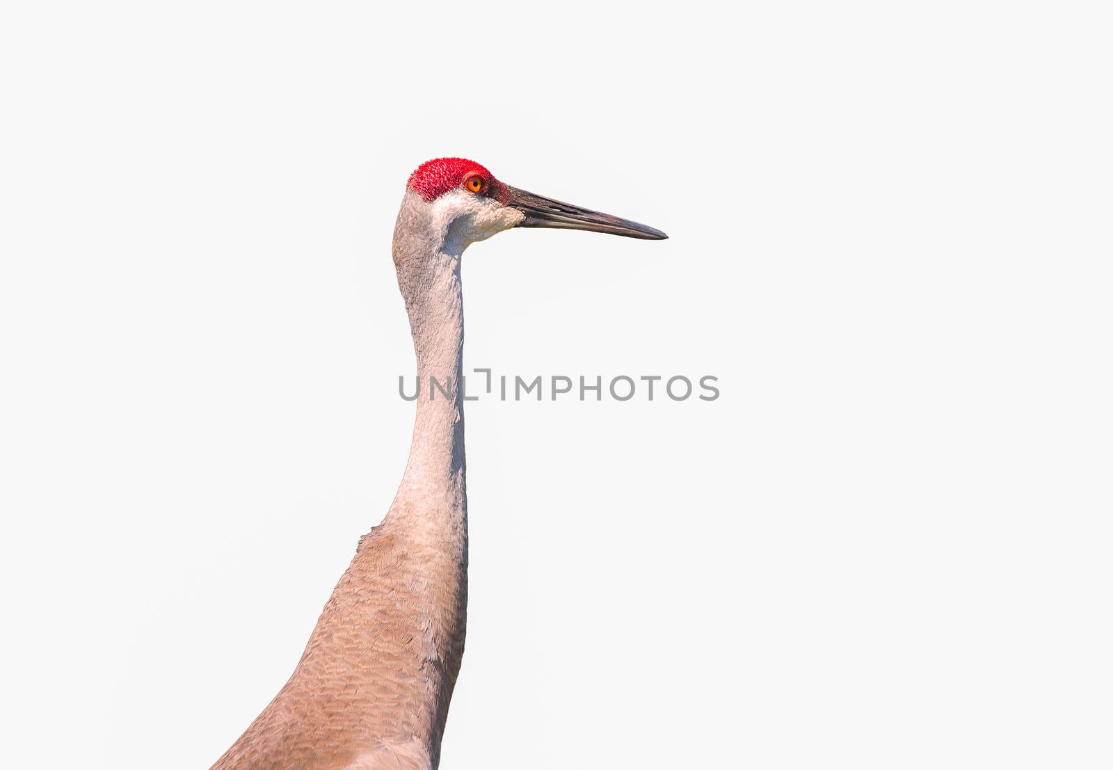 This Sandhill Crane is isolated on a white background and is intently gazing ahead.