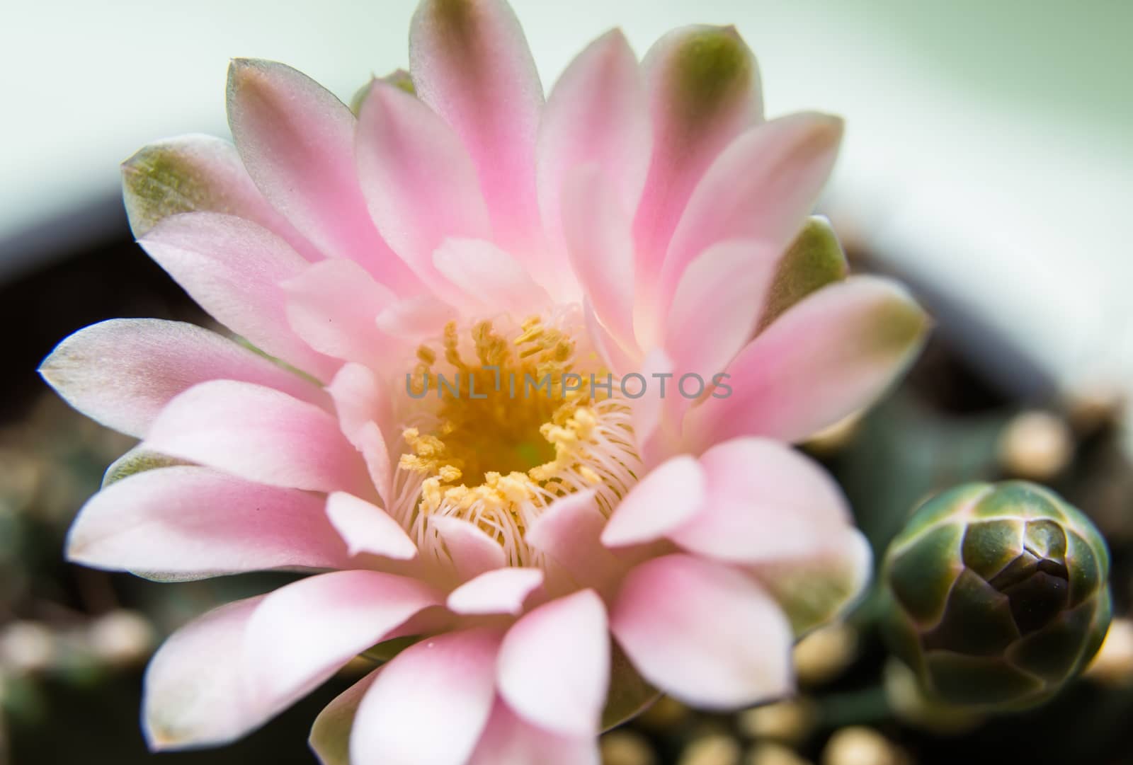 Pink cactus flower isolated on white by photo2life