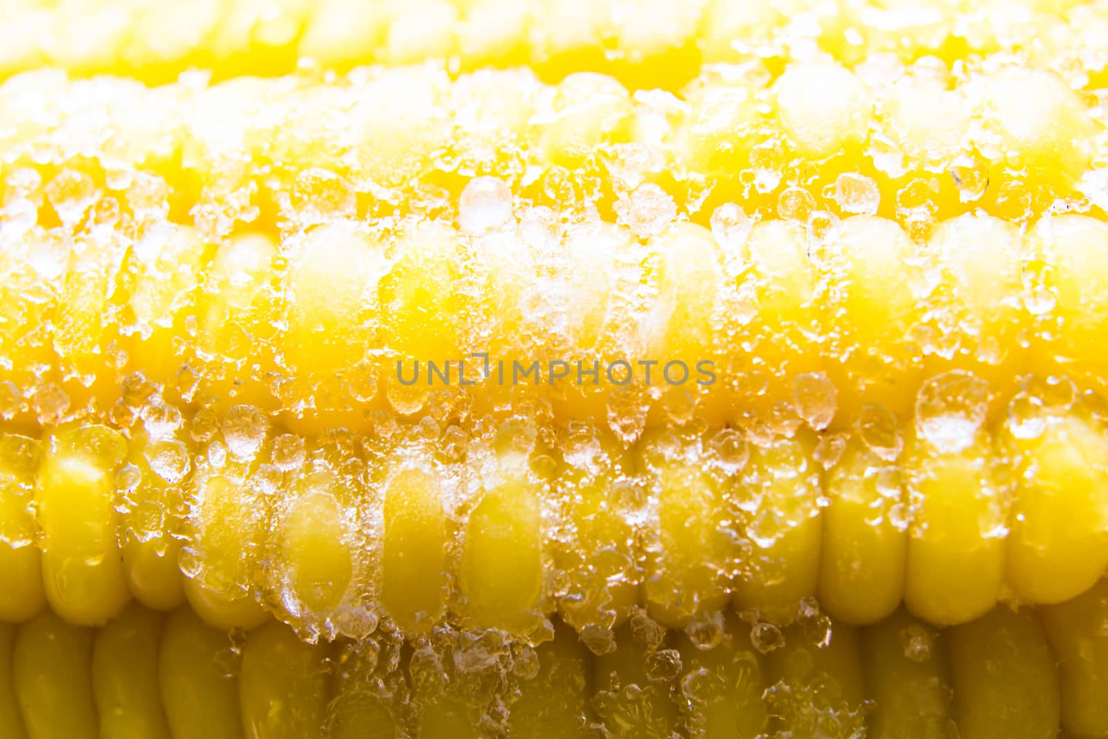 Sweet corn out of the refrigerator.