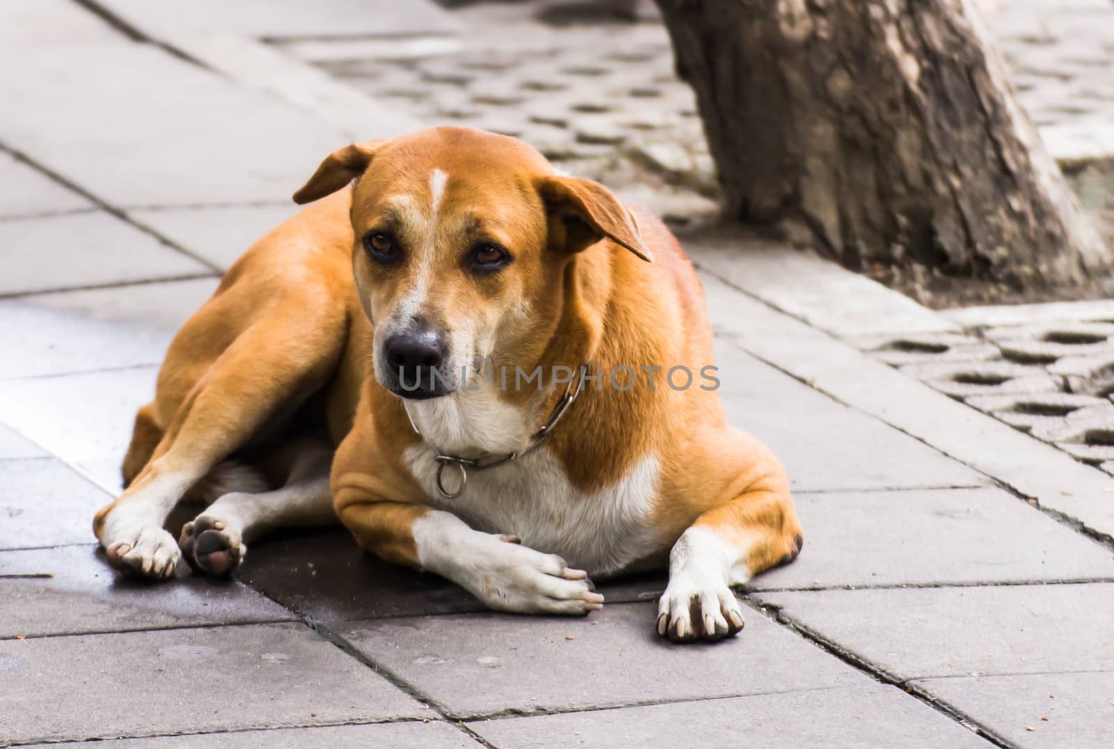 A dog on the street somewhere in Bangkok, Thailand by photo2life