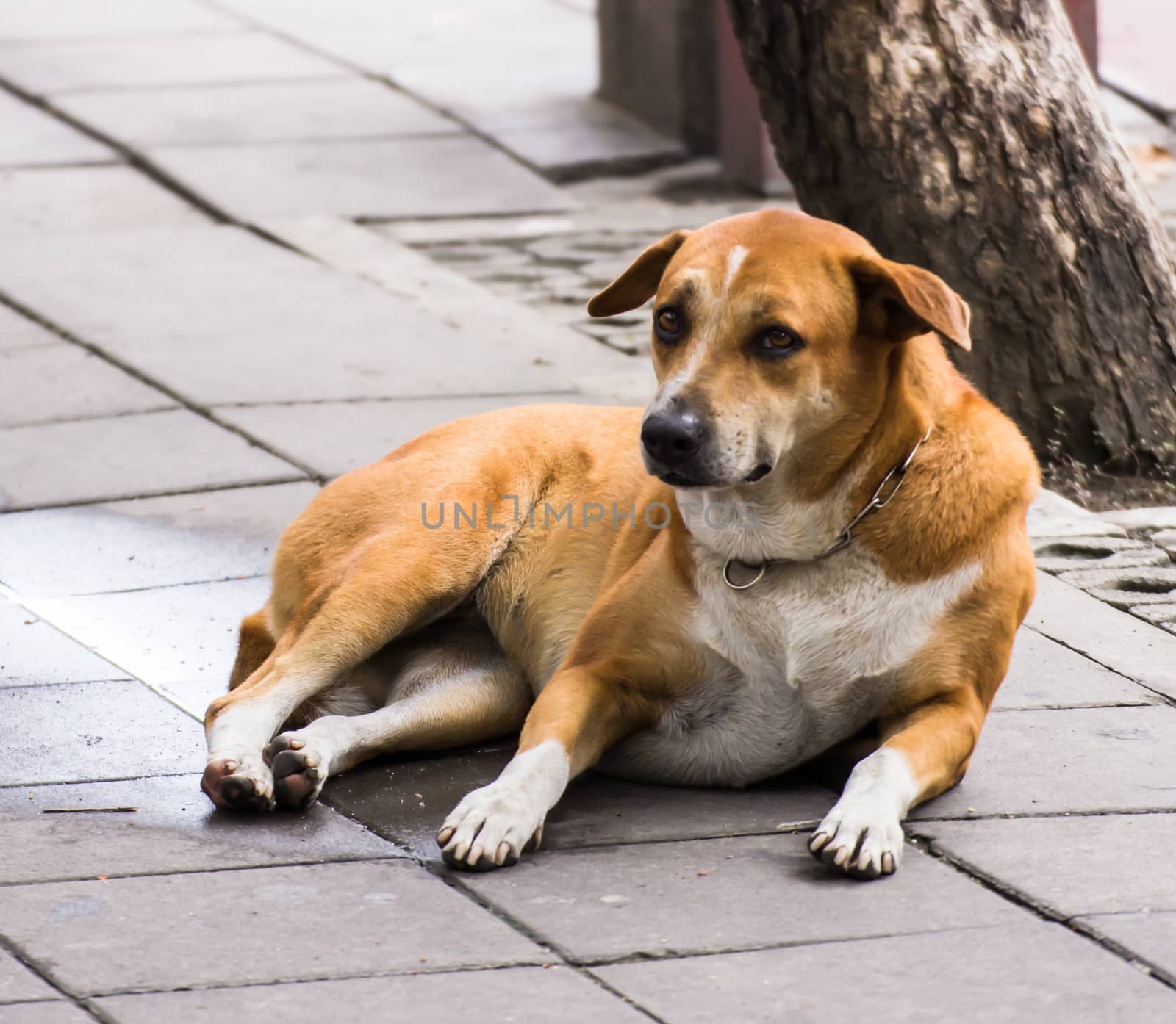 A dog on the street somewhere in Bangkok, Thailand by photo2life