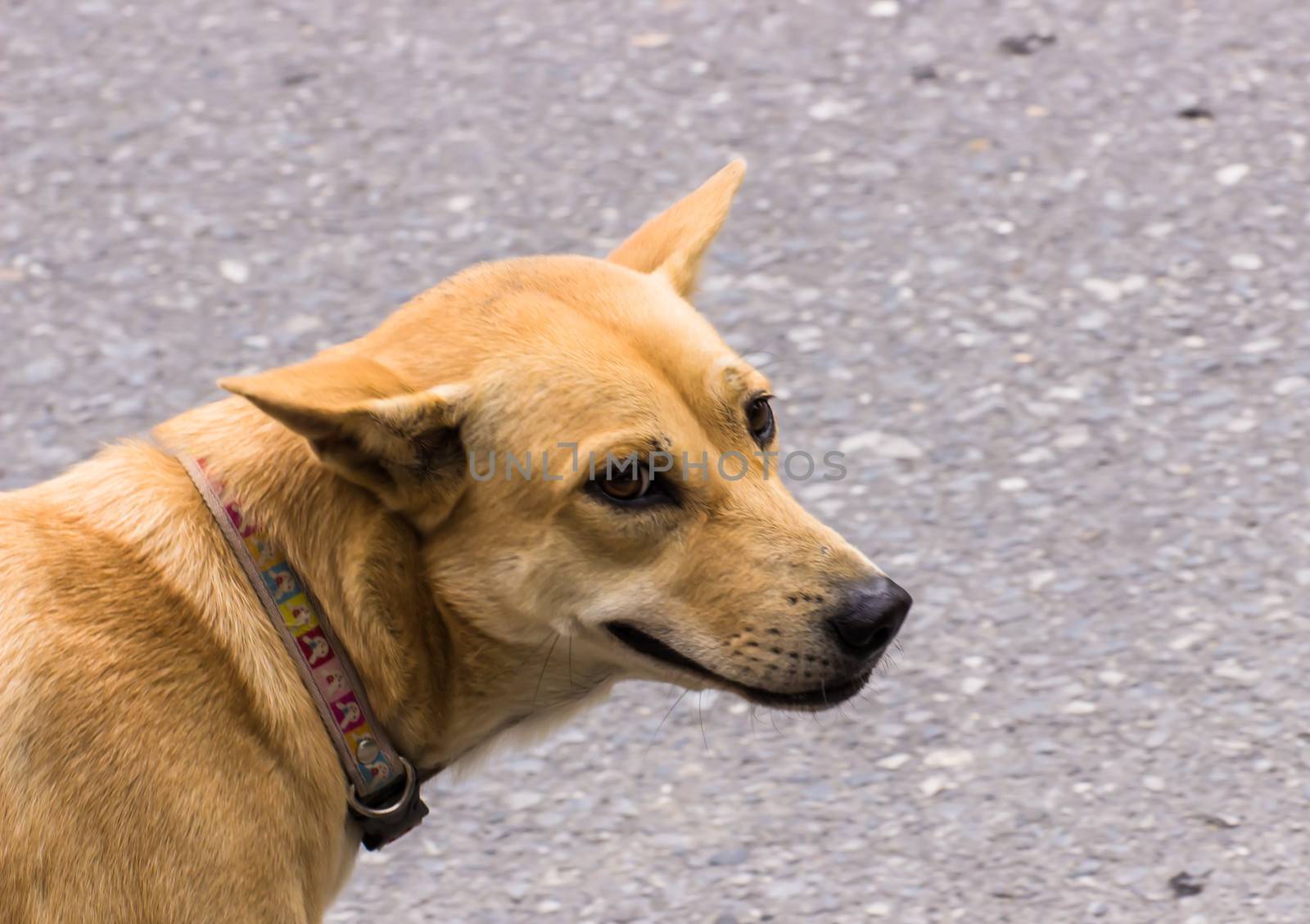 A dog smile on the street somewhere in Bangkok, Thailand by photo2life