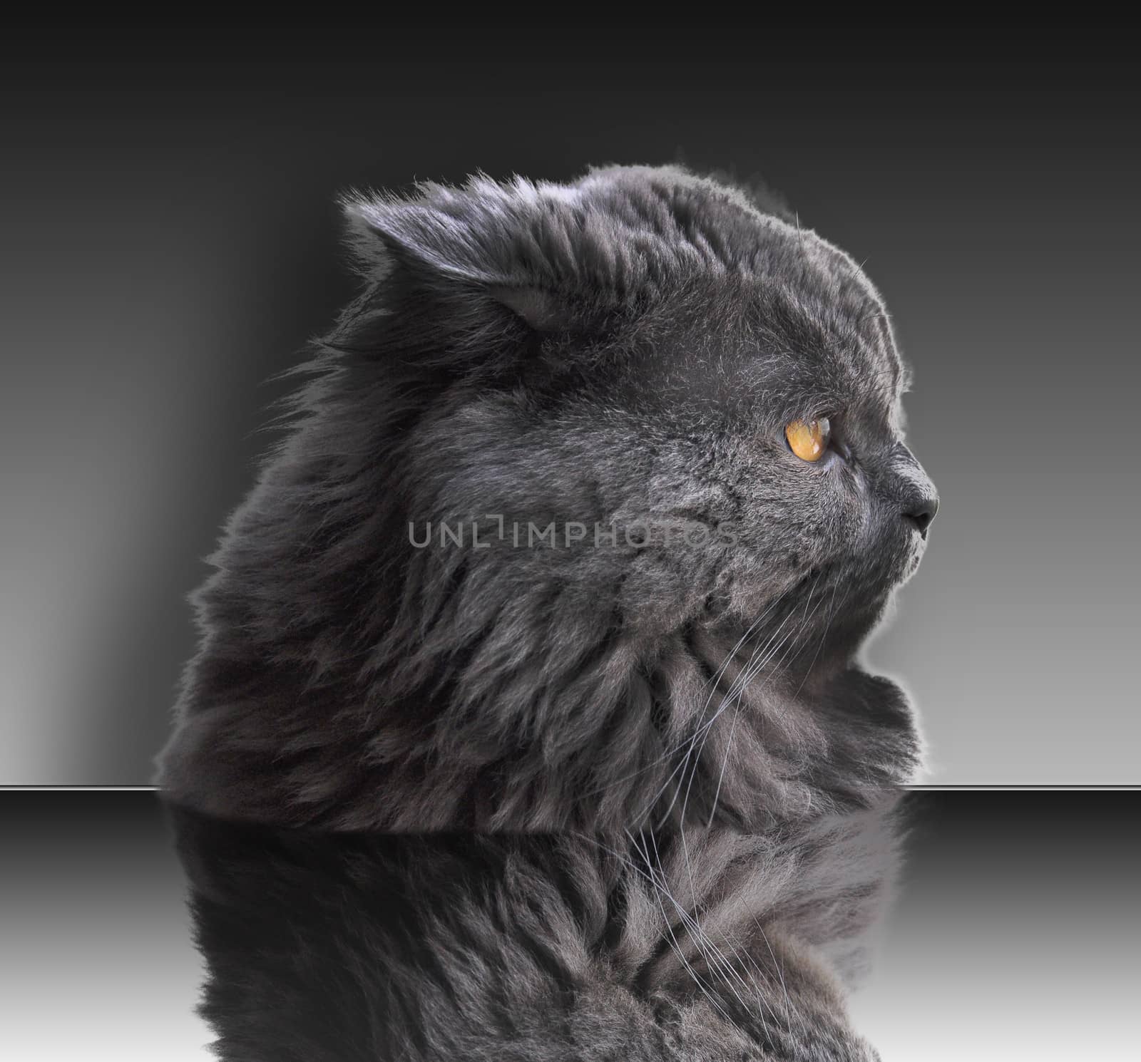 Photo portrait, close-up on cat whiskers and eyes