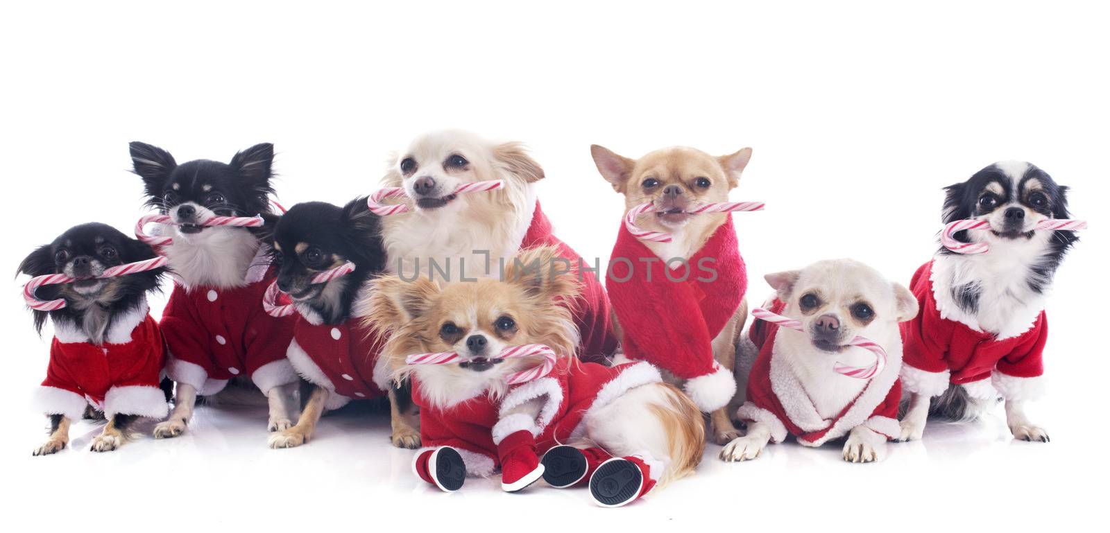 dressed chihuahuas with candy in front of white background