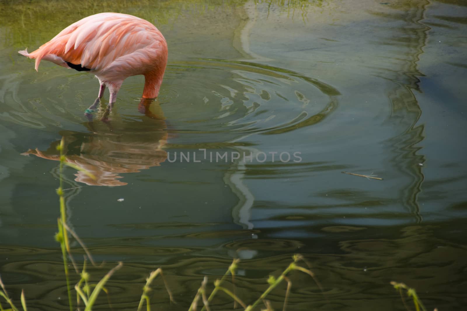 Caribbean Flamingo, Phoenicopterus ruber with head under water