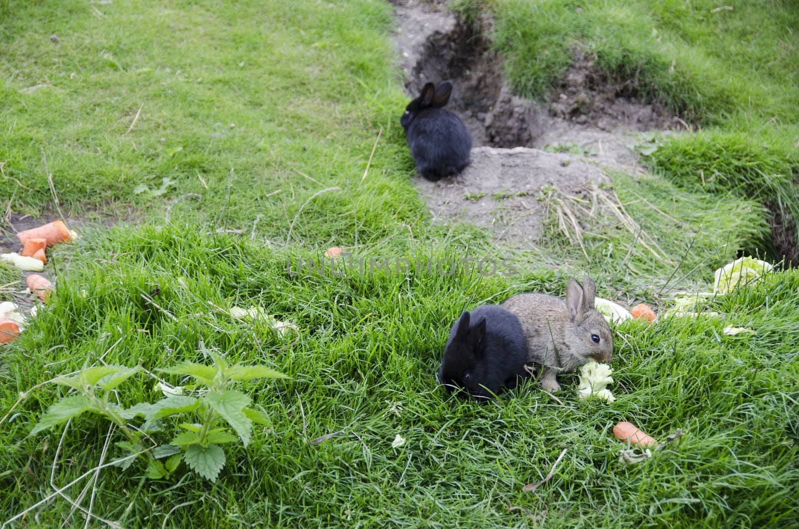 Cute rabbits sitting on grass and eating by Arrxxx