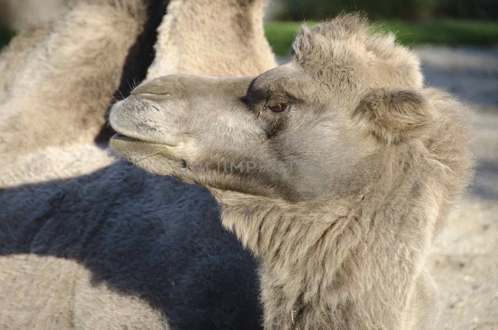 Head of a Bactrian Camel, Camelus bactrianus