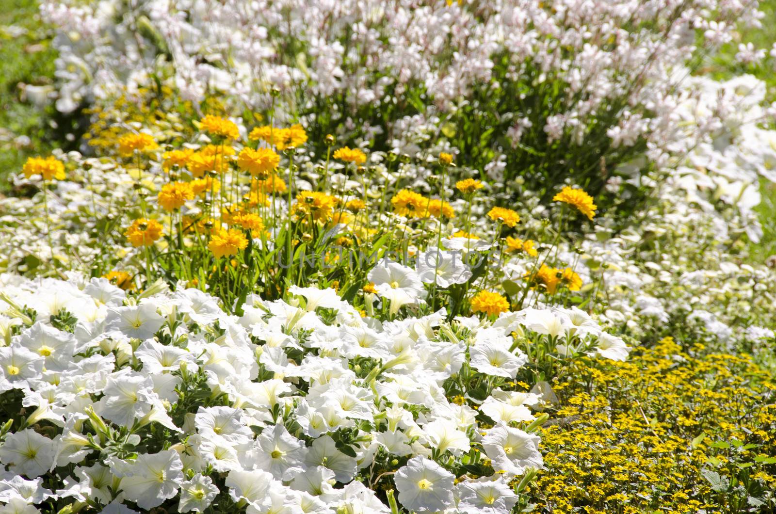 Yellow and white flowers in a garden by Arrxxx