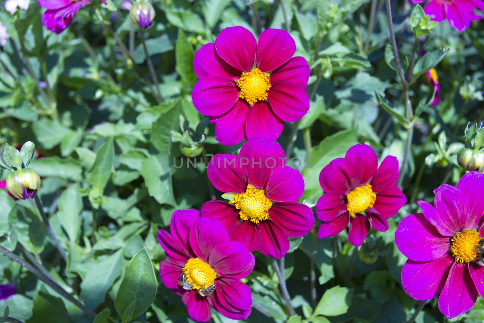 Beautiful colorful flower garden with various flowers