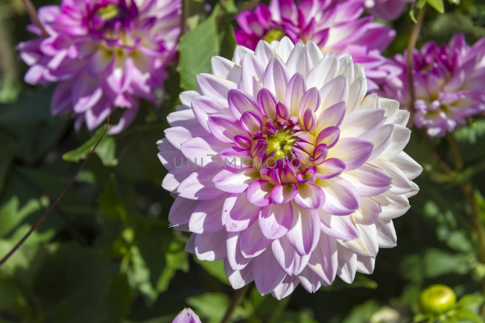 Beautiful colorful flower garden with various flowers