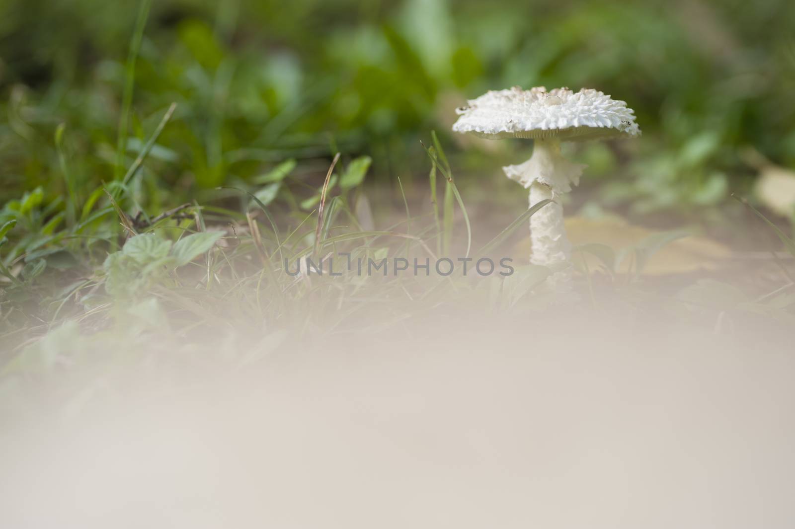 White lepidella mushroom growing on green grass, Amanita vittadinii