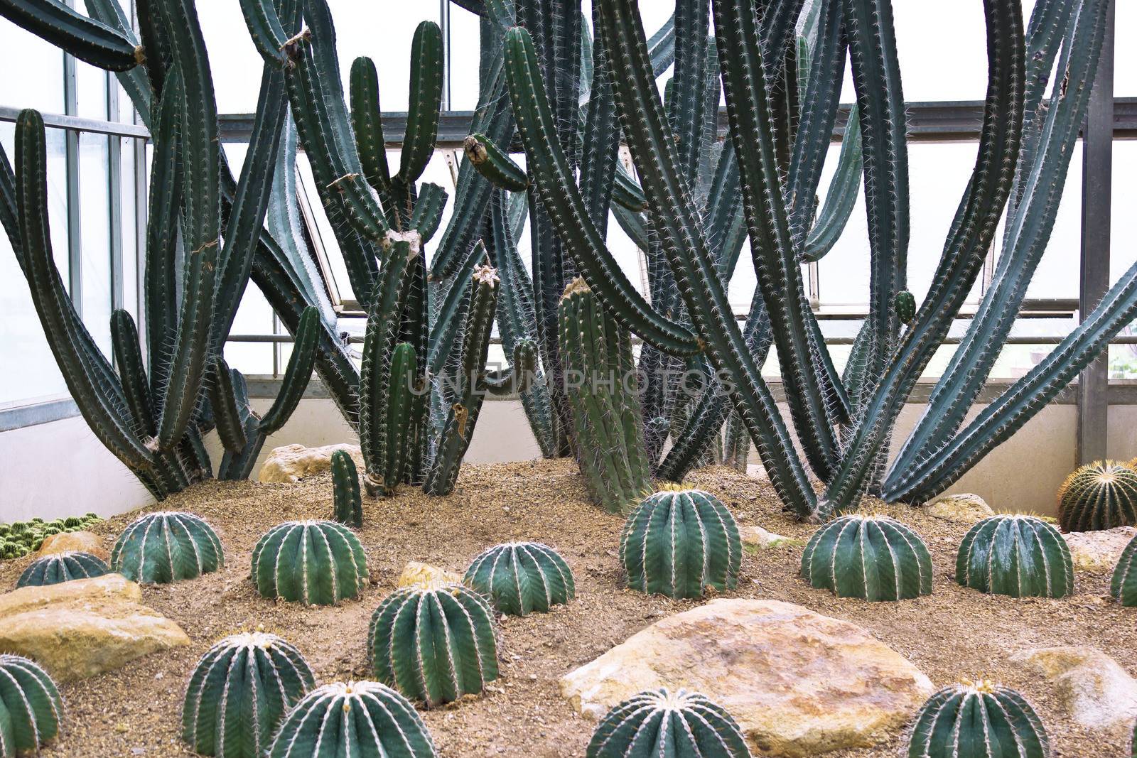 golden ball cactus in plant nursery by sutipp11