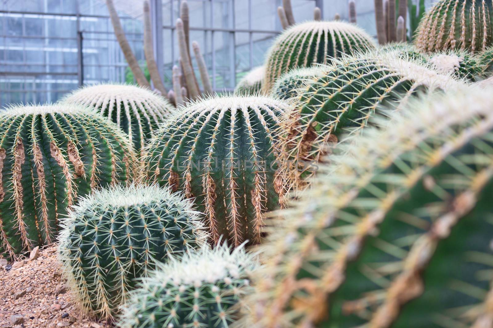 golden ball cactus in plant nursery by sutipp11