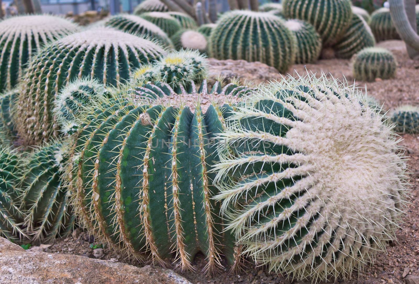 golden ball cactus in plant nursery by sutipp11