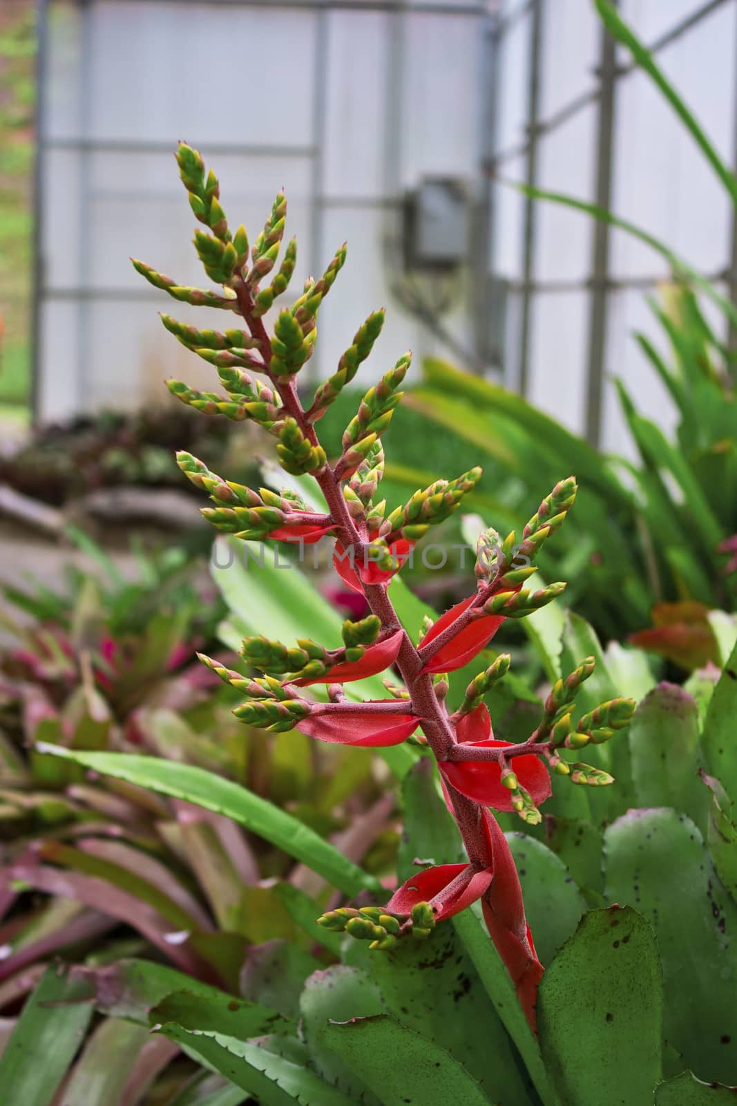 red Flower in the garden by sutipp11