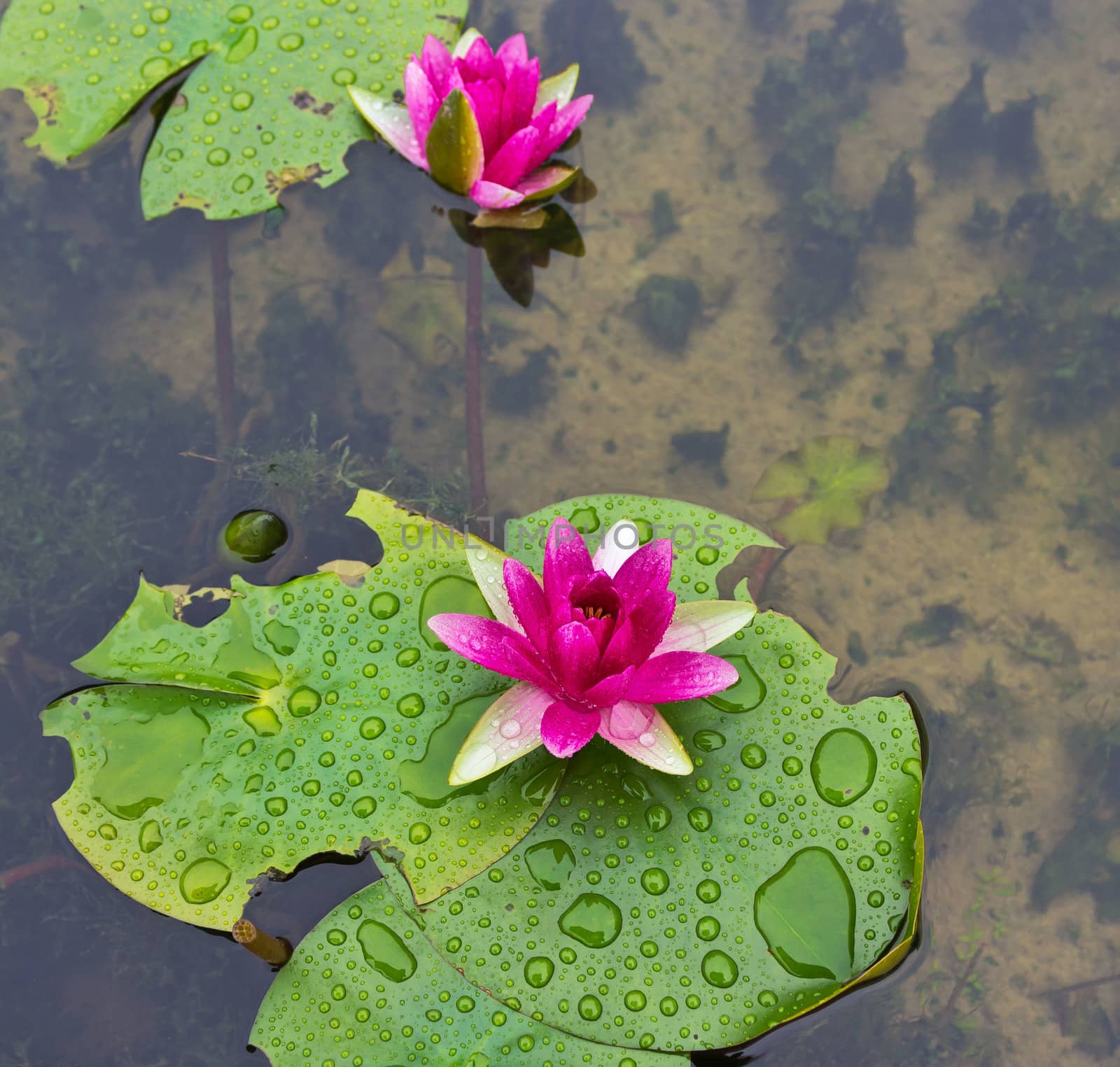 lotus flowers in the pond by sutipp11
