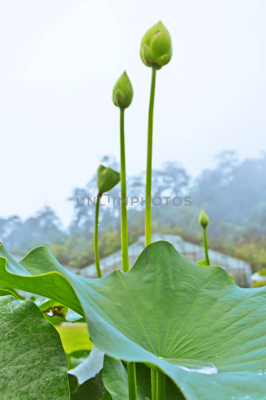 Three lotus flowers in the pond by sutipp11