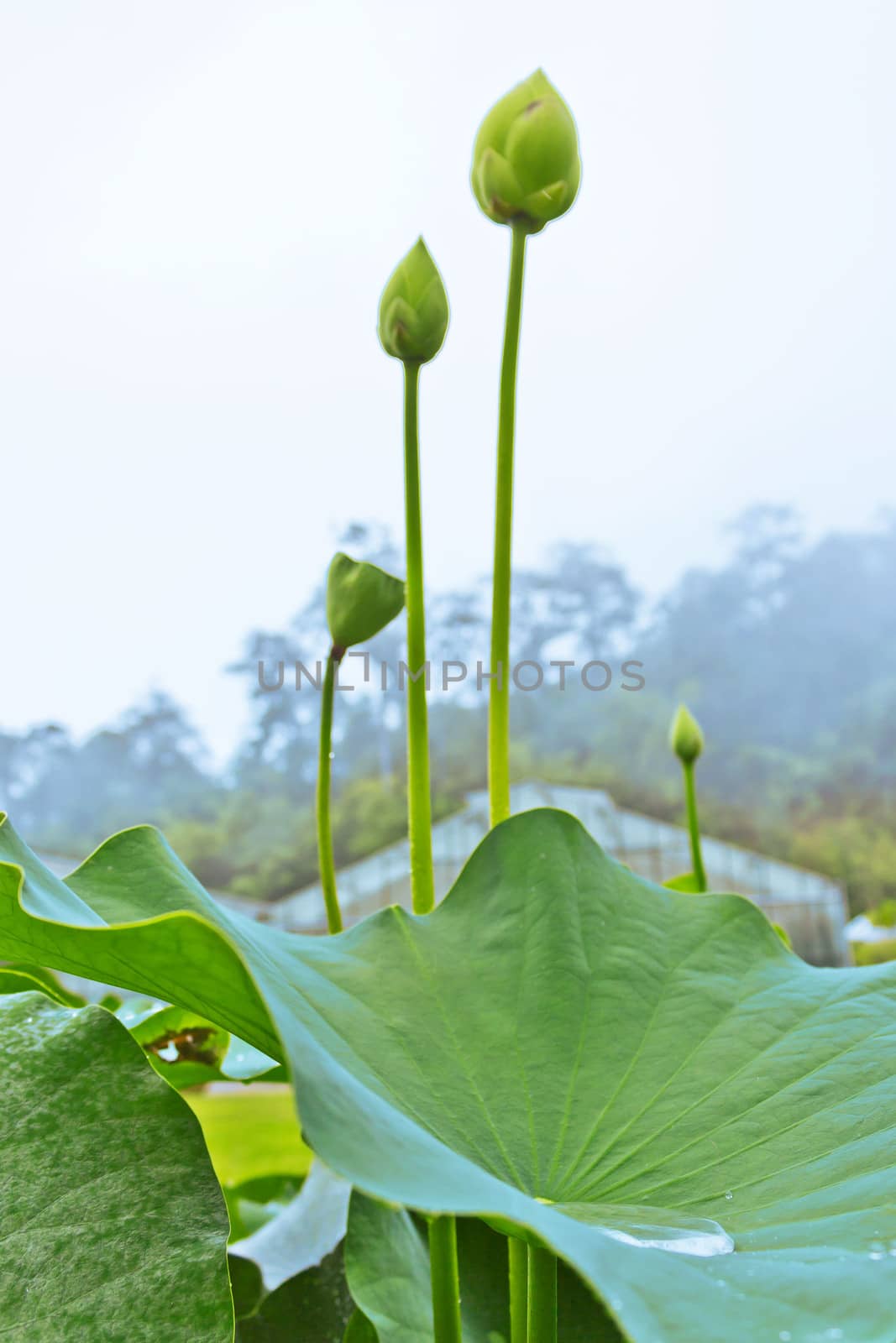 Growing flowers in pots to bloom in the rainy season